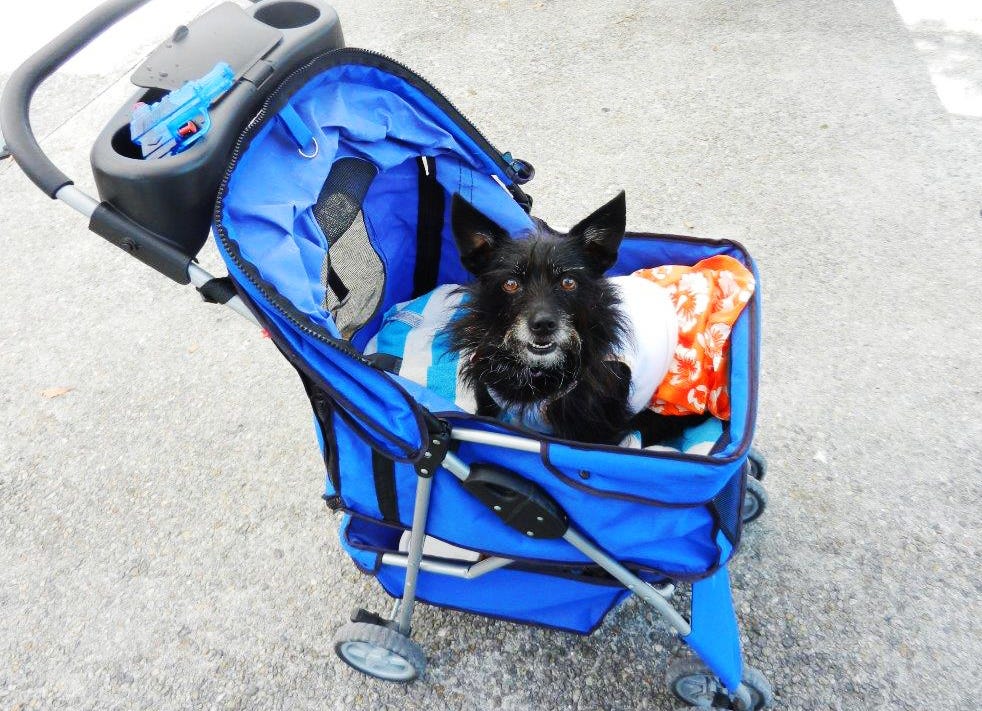 dogs in grocery carts